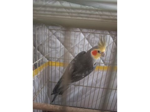 2 yaşında erkek sultan papağanı