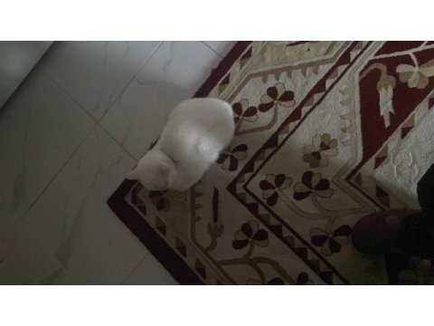 British longhair erkek