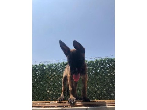 Siyah maske erkek malinois hırs küpü