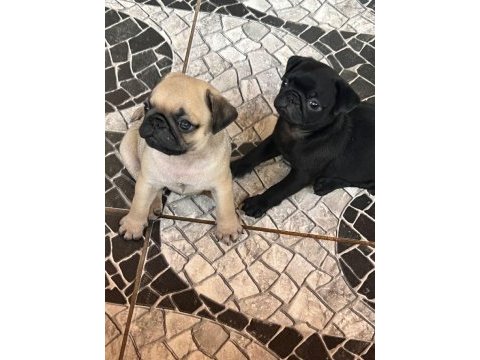 Sağlık ve ırk garantili pug bebeklerimiz