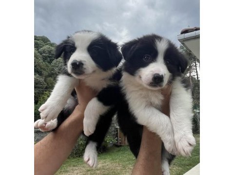 Üstün kalite border collie yavrular