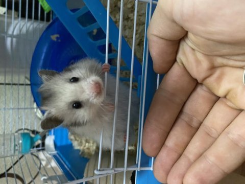Suriye hamster yavrularımı ücretsiz sahiplendiriyorum