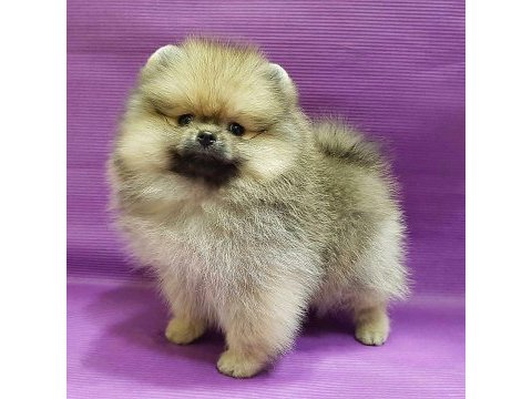Dünya tatlısı pomeranian yavruları