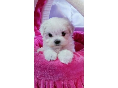 Maltese terrier xs evimin büyümeyen neşeleri