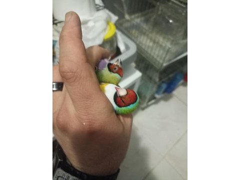 Goldian finch hazır takımlar