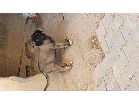 Karabaş kurtboğan ırkı köpeğimiz