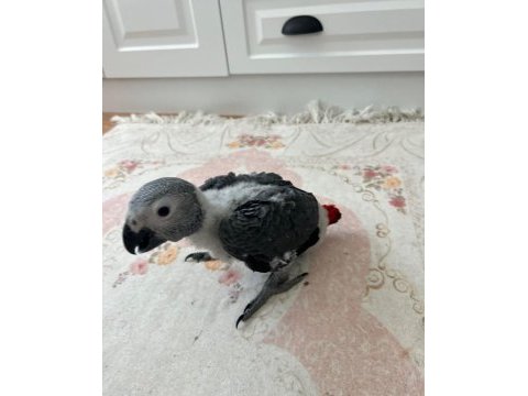 Çok tatlı değilmi? jako papağanı tam alıştırmalık