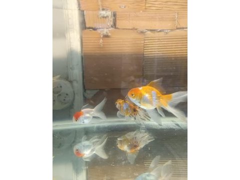 Oranda aslan bas japon balığı