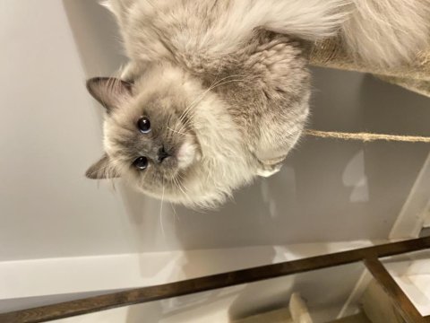 Erkek ragdoll kedime eş arıyorum