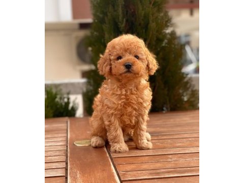 Toy poodle yavrular