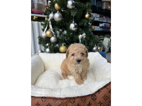 Irkının en güzel örneği orjinal maltipoo