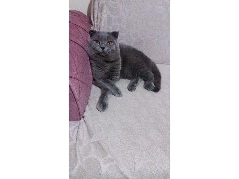 Sevimli ve oyuncu minikler scottish fold