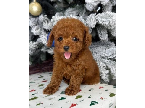 Gerçek kore teacup toy poodle