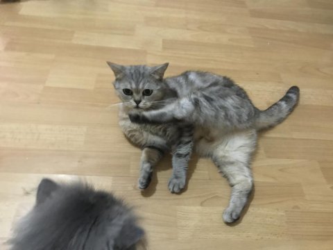 Ücretsiz sahiplendirme kedimiz