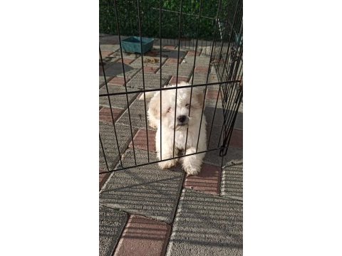 3 aylık çok tatlı maltipoo köpeğimiz