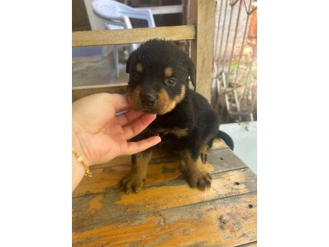 Rottweiler yavrularımız yeni yuvasını arıyor