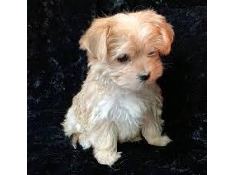 A kalite maltipoo yavrular
