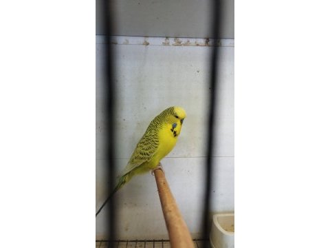 Show jumbo muhabbet kuşları