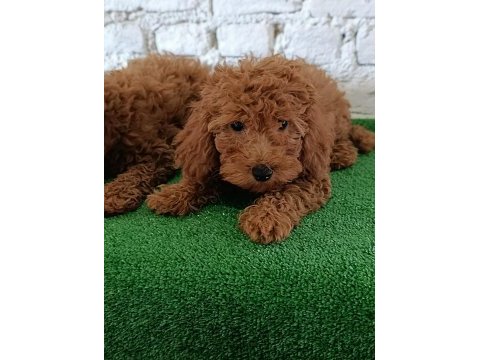 Toy poodle yavrularımız