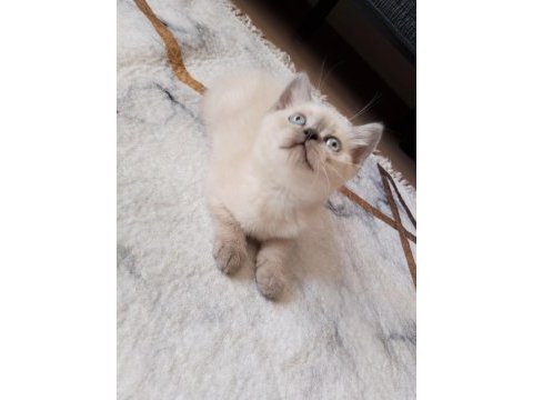 Minik british shorthair kediler