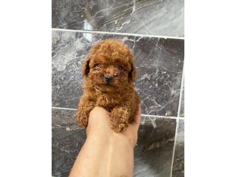 Orjinal minyatür toy poodle yavrular