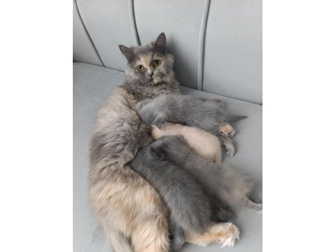 Scottish fold kedisi