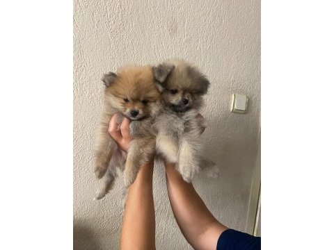 2 aylık yavru pomeranian sütten yeni kesildi