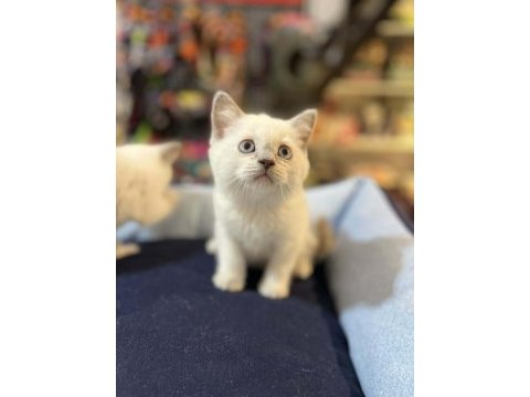 Biblo güzelliğinde blue point british shorthair