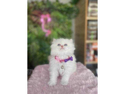 Elazığda yok chinchilla maviş kız ırk sağlık garantili