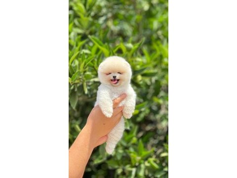 Pomeranian pati ver sizler icin burada