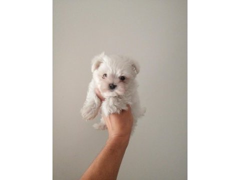 Maltese terrier