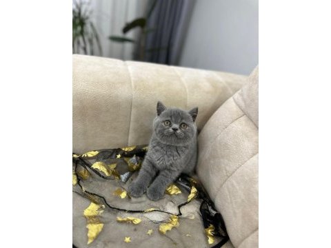 Show kalite yavrular british shorthair