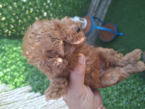 Kahve rengi dişi poodle