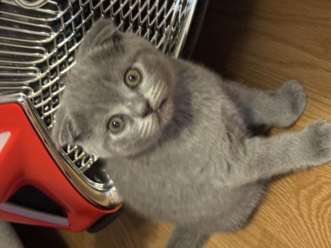 Bebek yüzlü scottish fold