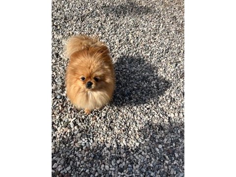 1,5 yaşında kusursuz mini dişi üst kalite pomeranian