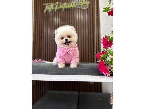 Show kalite pomeranian boo yavrular