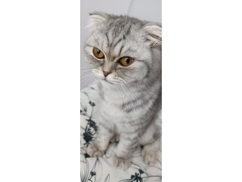 Uygun yavru scottish fold dişi