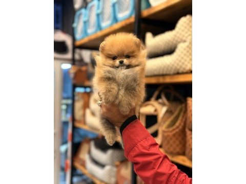 Adana pomeranian boo ayı surat yavru
