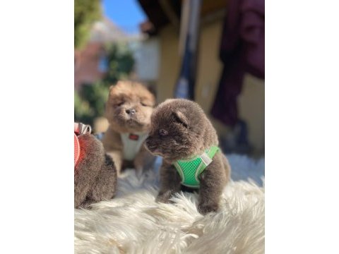 Tosuncuk dişi erkek chow chow yavrular