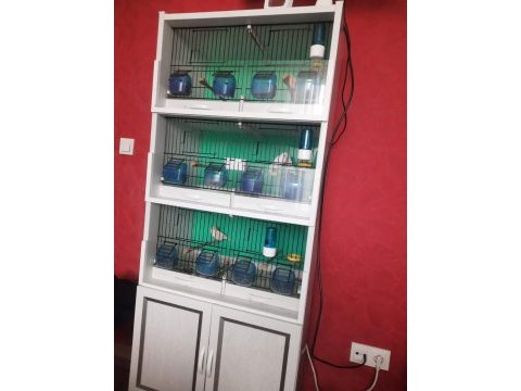 2 erkek 1 dişi al mozaik 1 dişi lipogram kanarya 3 katlı