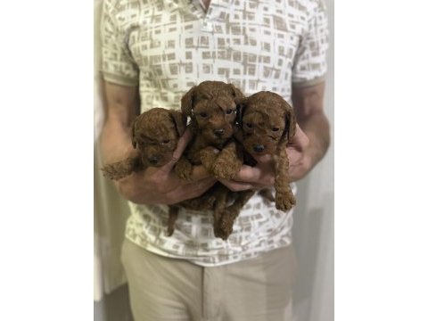Güzel ve sağlıklı poodle bebekler