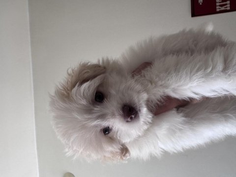 3 aylık poodle