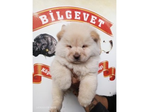 Chow chow bebek köpeklerimiz