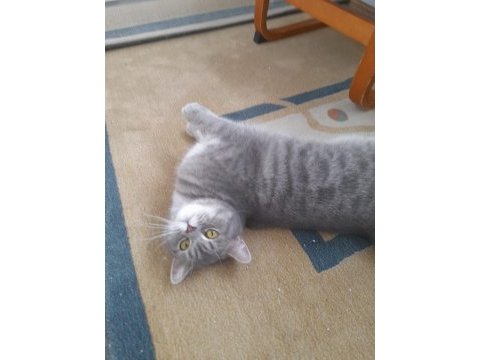 British shorthair dişi (ücretsiz)
