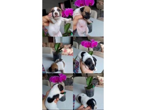 Jack russell minnikler