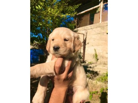 Golden retriever safkan sağlık garantili