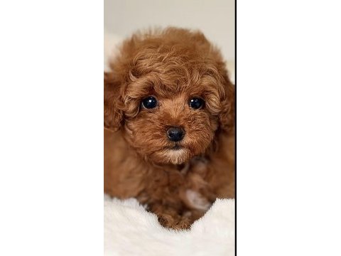 Toy poodle kore köpeğimiz