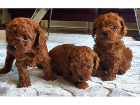Şecereli anne babadan kore kan toy poodle yavrularımız