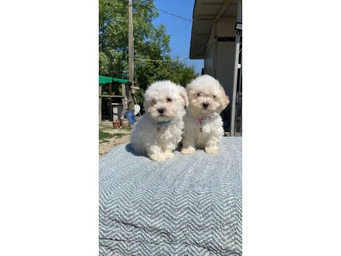 Kar tanesi maltipoo köpekler