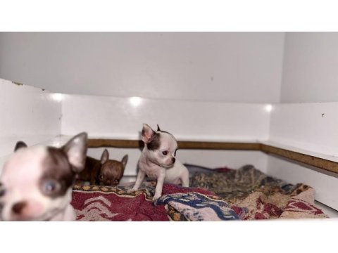 Xs teacup orjinal chihuahua bebekler